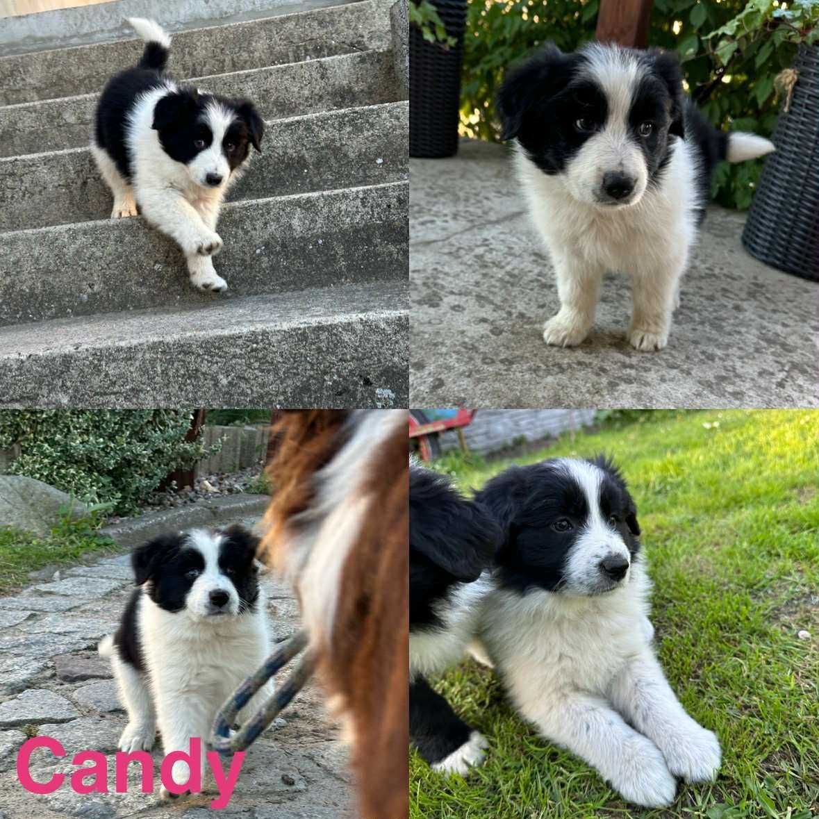 Border Collie szczeniak gotowy do nowego domku