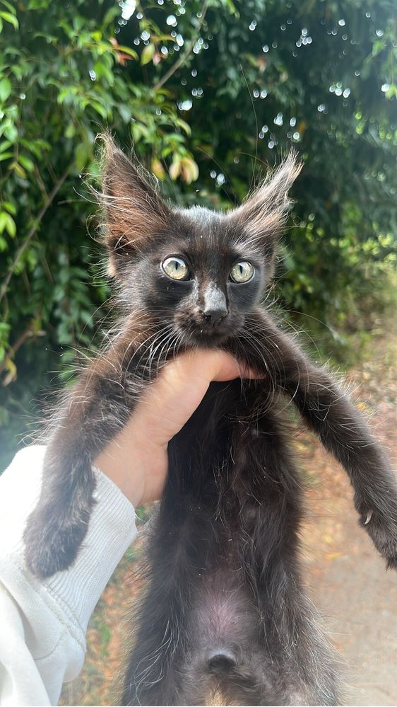 gatinho para adoção