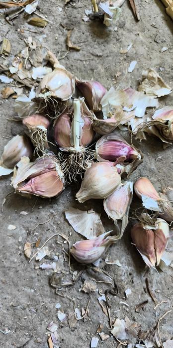 Sprzedam czosnek odmiany harnaś na kg