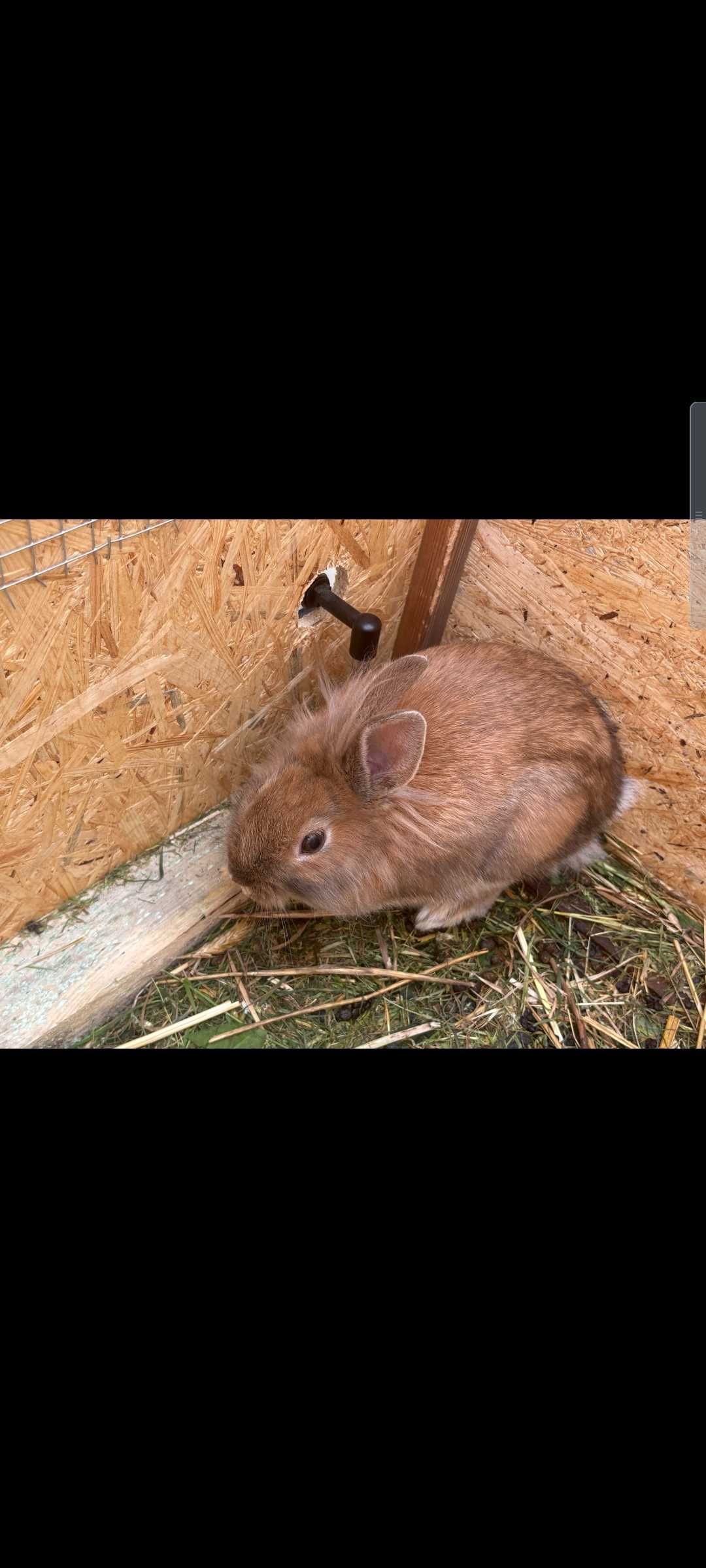 Króliczek miniaturka