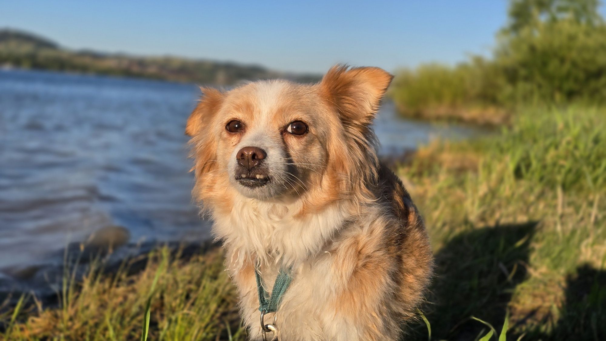 2 letnia maleńka suczka w typie chihuahua