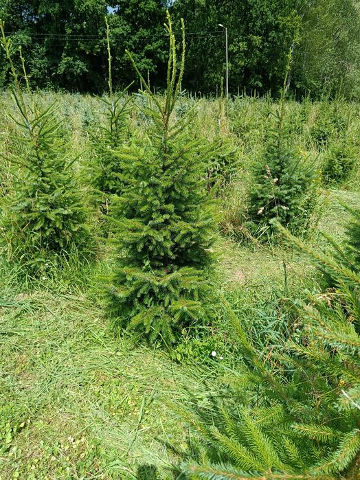 Świerk srebrny,serbski, jodła kaukaska, koreańska, tuje,sadzimy, dowoz