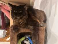 Kotki Maine coon