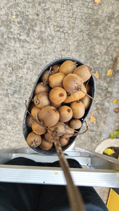 Kiwi Caseiro e Biológico