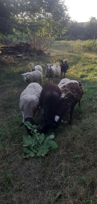Продам баранів ціна договорна