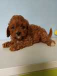 Cavapoo F1 piesek