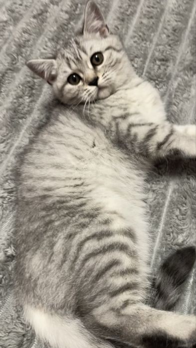 Scottish Fold and Scottish Straight