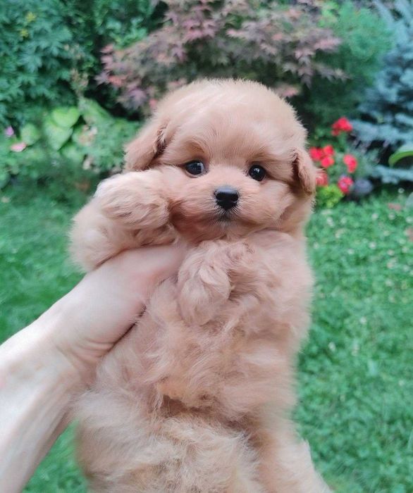 Caramel наймиліша дизайнерська булочка ПомаПу з Києва