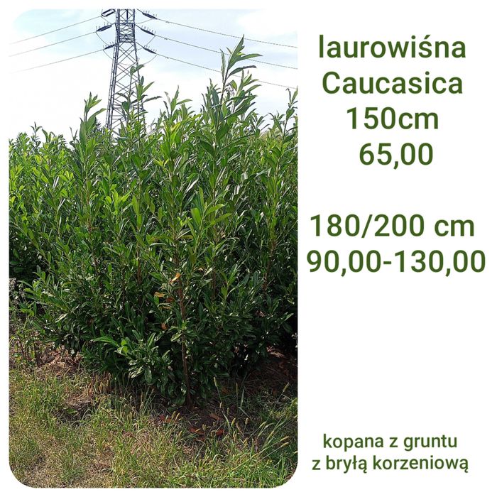 Thuja _ tuja Kórnik żywopłot 120, 130, 140