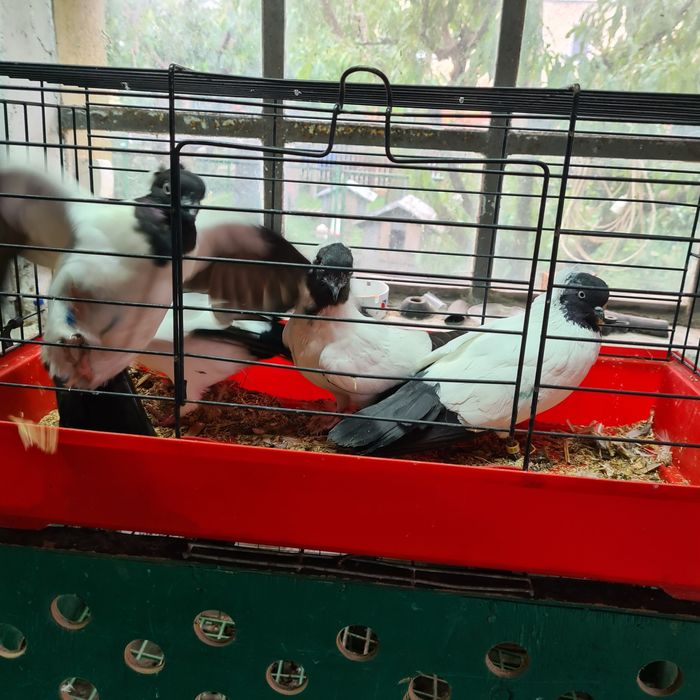 Sprzedam gołębie zakonniki