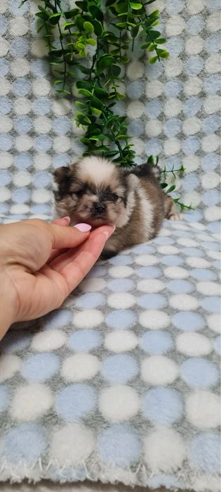 Menino Lulu da Pomerânia mini