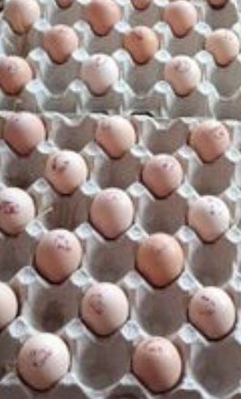 Триколор инкубационные яйца