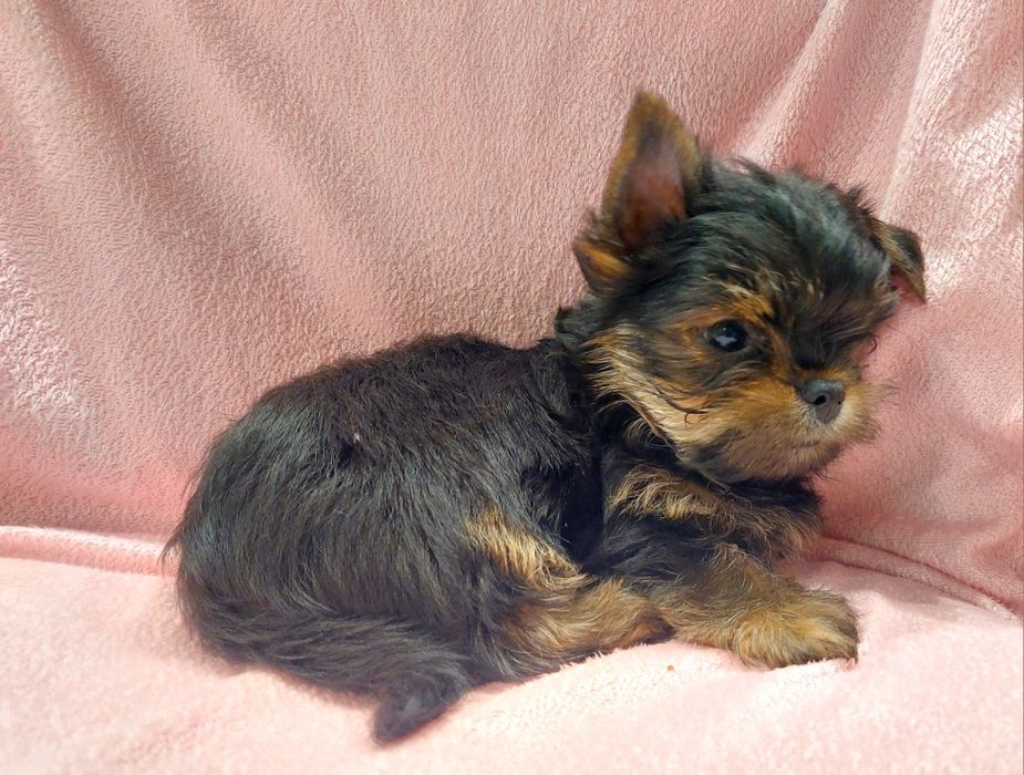 Йоркширський тер’єр