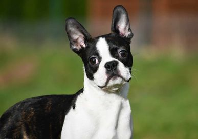 Boston Terrier - piesek ZKwP/FCI gotowy do odebrania