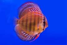 Discus Red Alenquer 12-14cm - Grade A