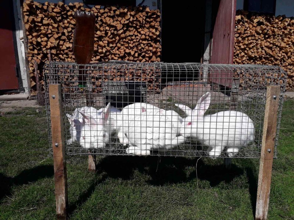 Кролі, кролики порода термонська біла