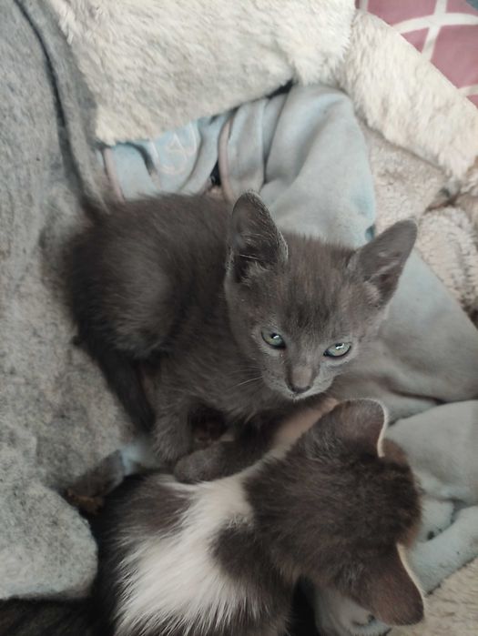 Filhotes para adoção responsável