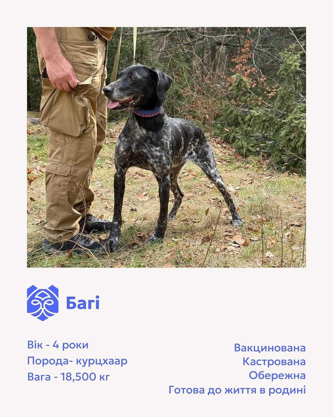 Багі, курцхаар | Центр адопції Зачин