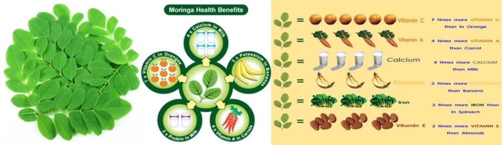 Sementes de Moringa Oleifera. Árvore da vida