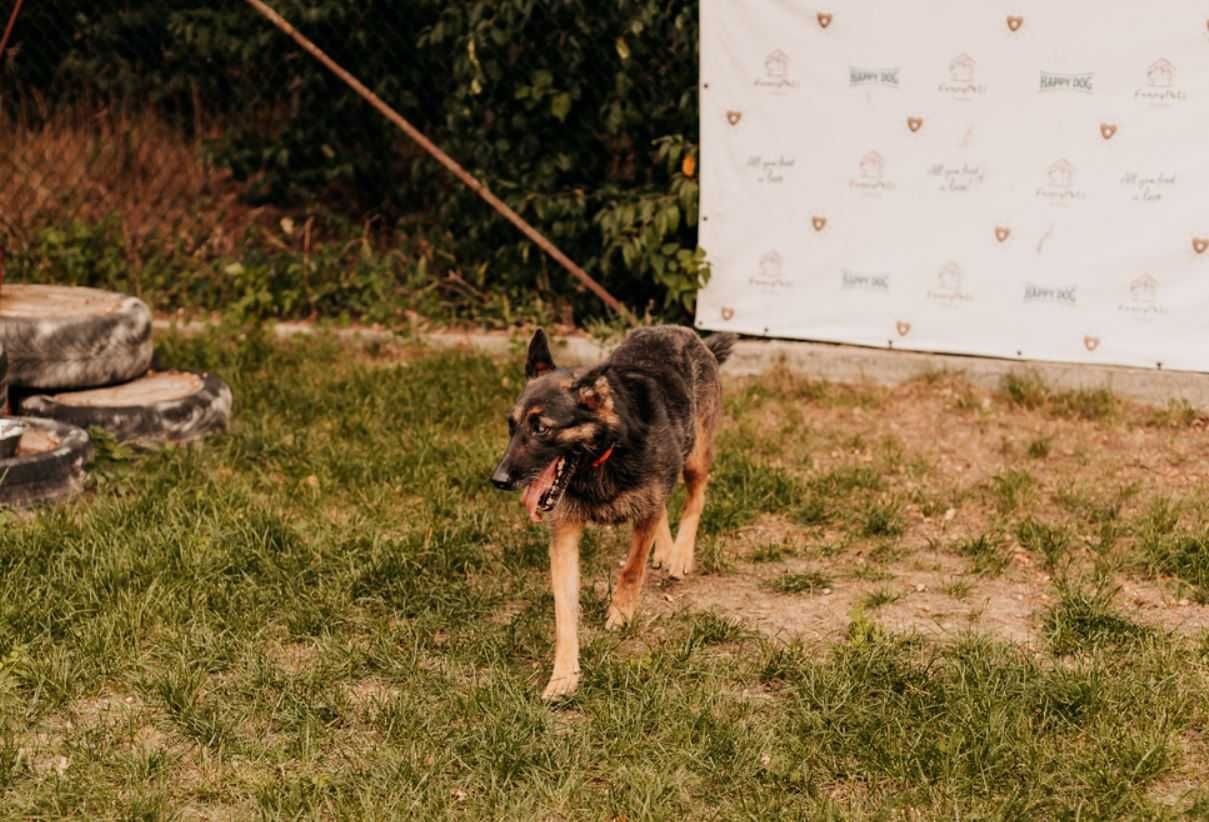 Nixi - specjalistka do spraw spacerów poleca się do adopcji!!!