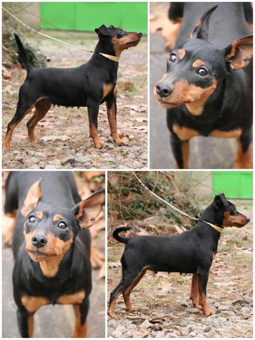 Pinczer Miniaturowy - CH.PL SUKA HODOWLANA, okolice W-wy, rod. FCI