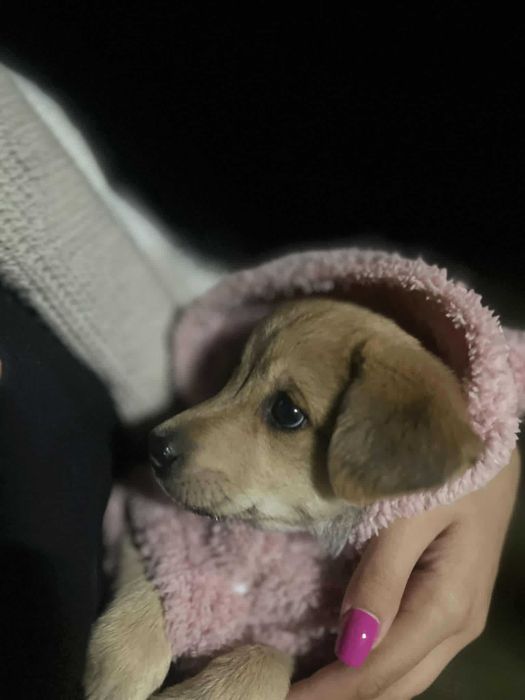 SKY - słodka sunia do adopcji , 4 miesiące
