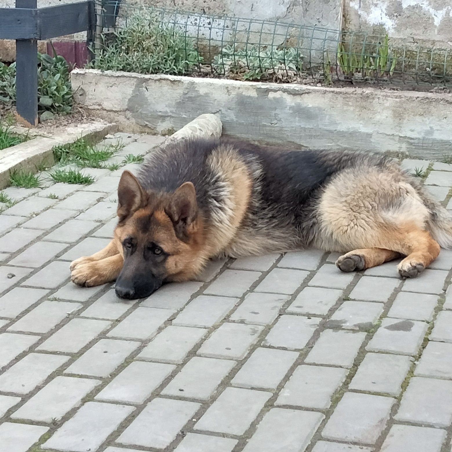 Німецька вівчарка КСУ, 10 міс.