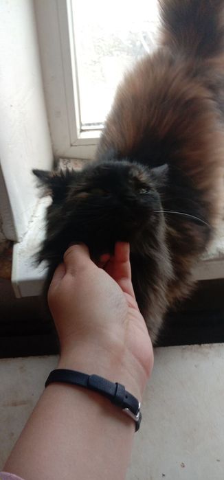 Кошка Молли бесплатно. Котята даром. Кошечка. Котенок