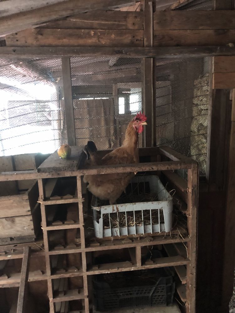 Ovo de produçao caseira