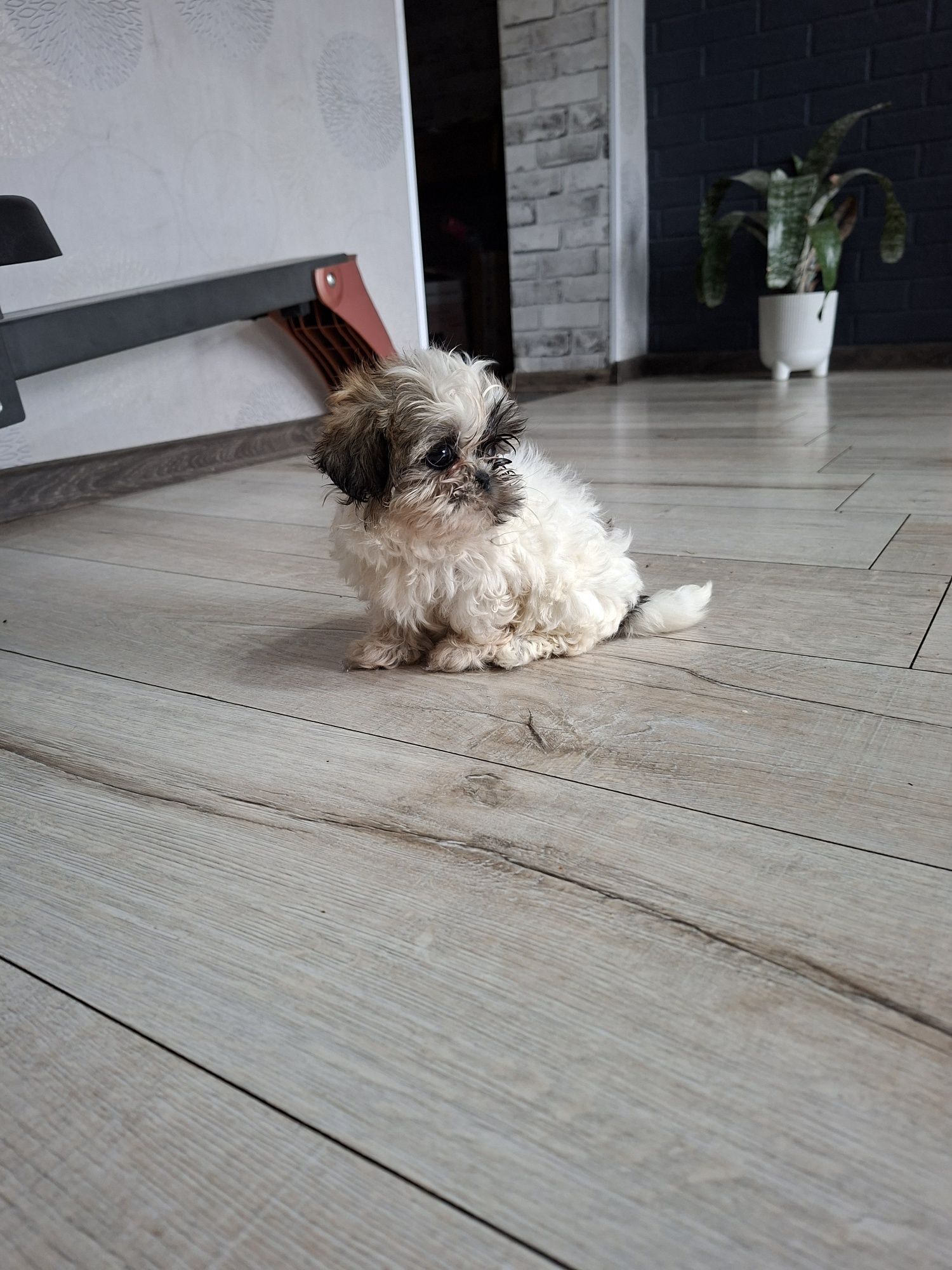 Shih  Tzu suczka