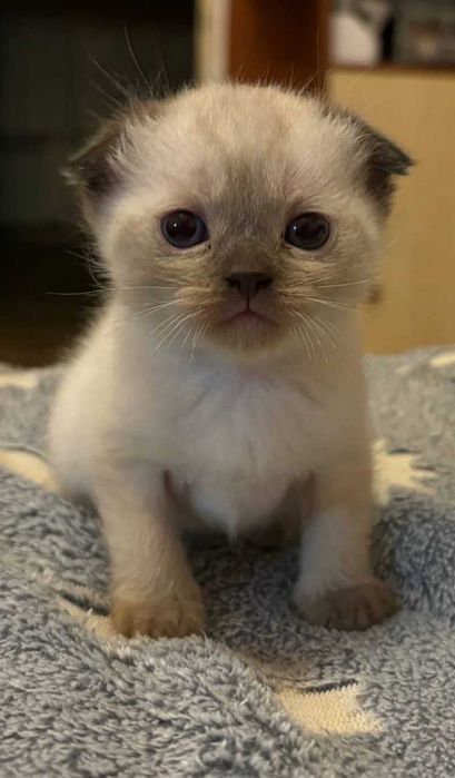 Продаж котеня висловухого