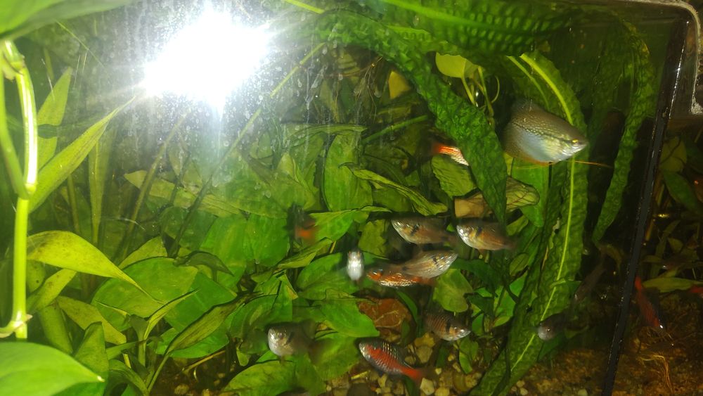 Rybki do akwarium Brzanka odeska rybka do akwarium