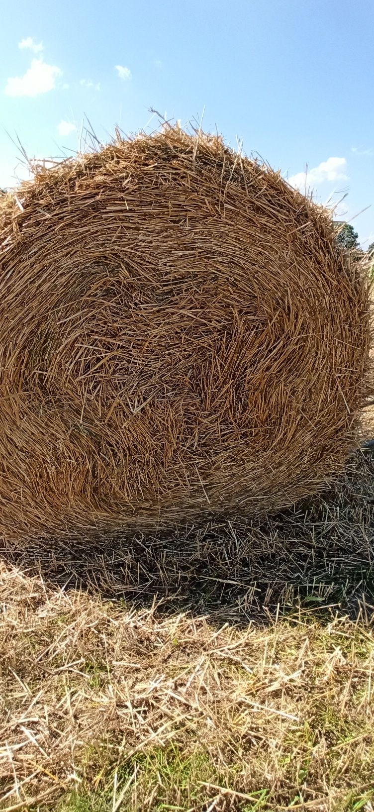 Продам сено тюкованое