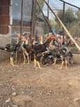 Indios gigantes \ polaco gigantes