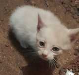 Dou gatinha de 2 meses