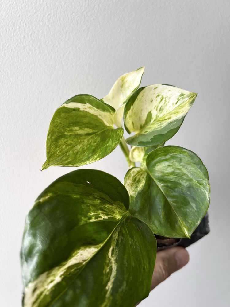 Epipremnum Manjula apple