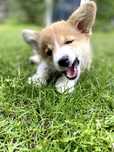 Welsh Corgi Pembroke