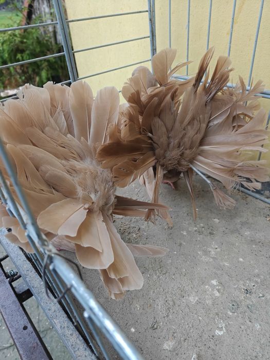 Pawiki żółte para