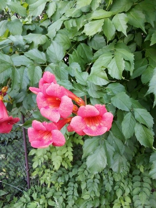 Кампсіс ліана  продам