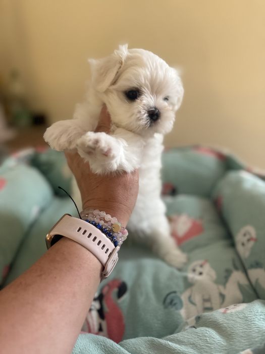 Maltańczyk śliczny chłopczyk z rodowodem ZKwP FCI