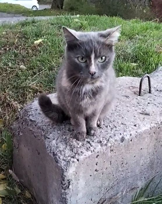 Кішка в добрі ручки