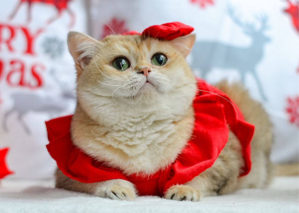 Доросла золота британка