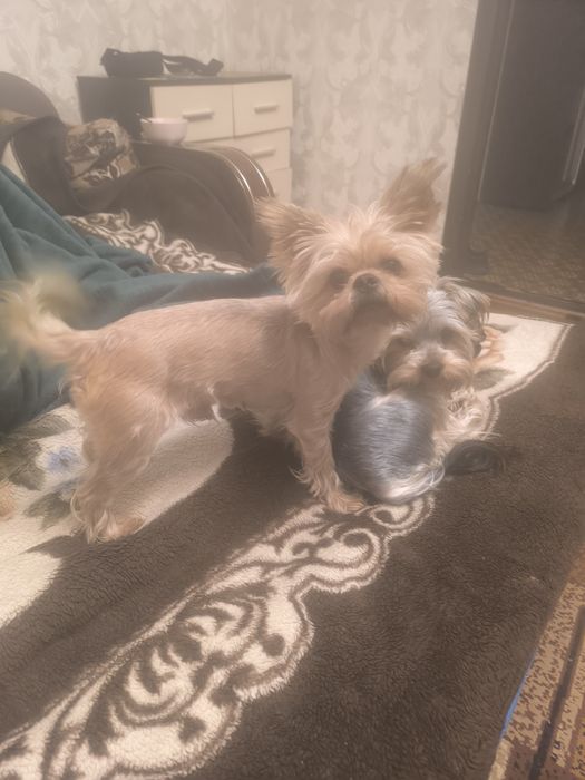 Мальчик йорика , вязка