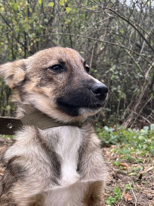 Хлопчик та дівчинка терміново шукають дім