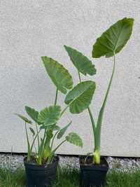 Kolokazja gigantea , colocasia gigantea