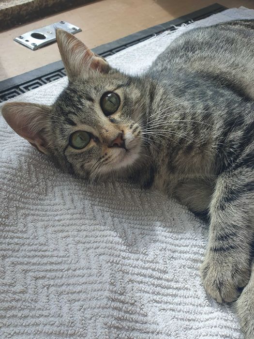 Oferece-se gatinho de 4-5 meses