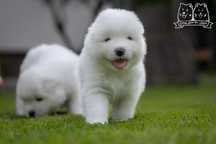 Szczenię Samoyed ZKWP FCI