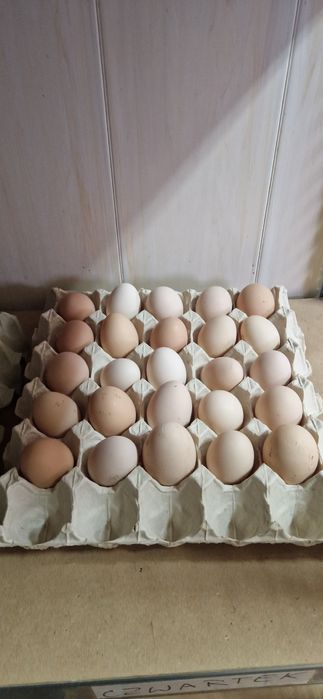 Jaja wiejskie z wolnego wybiegu