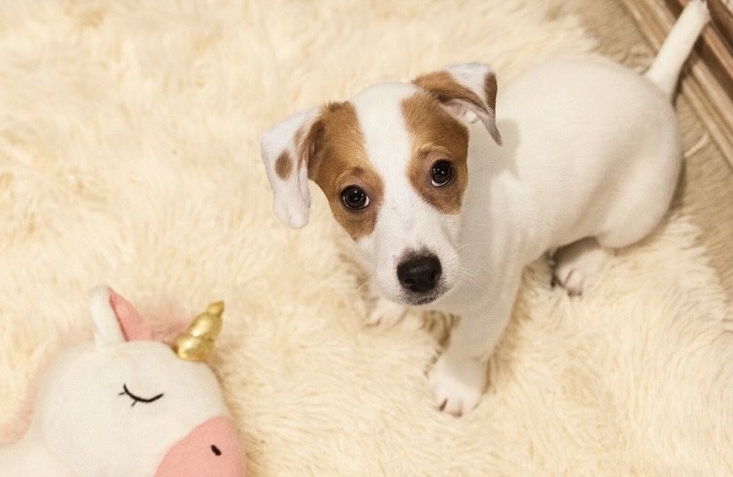 Красивый щенок джек рассел терьер ищет маму