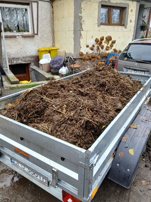 Obornik koński mocny